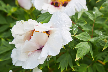 Beautiful white peony flower with rain drops or dew drops. White peonies blooming with drops of water in the garden in spring or summer seasonの写真素材