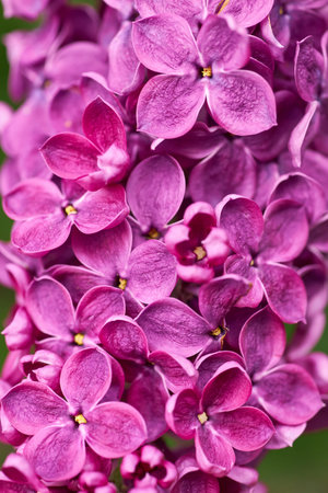 Macro image of Lilac flowers. Abstract floral background. Very shallow depth of field, selective...