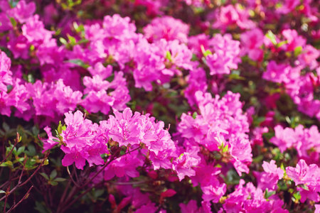 A large bush blooming Rhododendron in the botanical garden. Many pink flowers Rhododendron, beautiful background.の写真素材