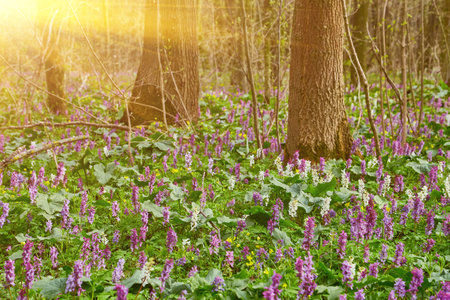 Bluebell landscape under the forest trees with dawn sunlight rising. British wild flowers in spring time.の写真素材