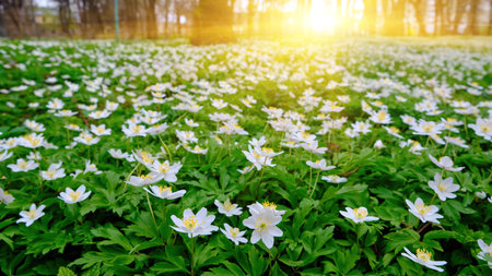 Beautiful woodland landscapes. Spring flowers In the forest.の写真素材