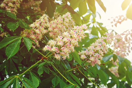 Cluster with white chestnut flowers. White chestnut blossom with tiny tender flowers and green leaves background. Horse chestnut flower with selective focus. Horse chestnut blossoming in springtime.の写真素材