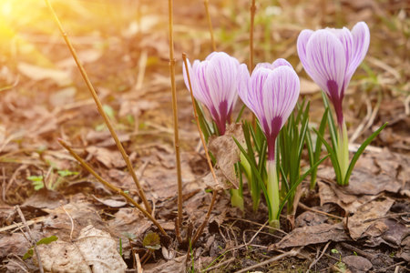 lose up of large purple King of Striped Crocus on a sunny spring day. nature concept design