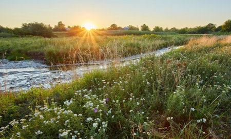 Summer sunny landscape misty morning with power field flowersの写真素材