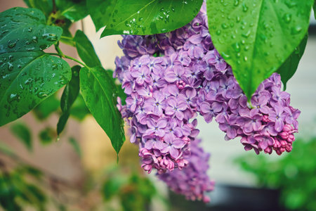 purple lilac shrub blossoms in spring. Beautiful floral nature wallpaper in the green gardenの写真素材