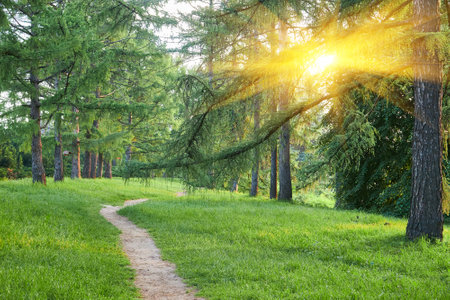 summer forest. Beautiful landscape with pine forest and dirt road. Ecologically clean place with fresh air.の写真素材