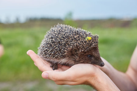 a hedgehog in the hands a little hedgehog on a green background, a hedgehog in a sunny forestの写真素材