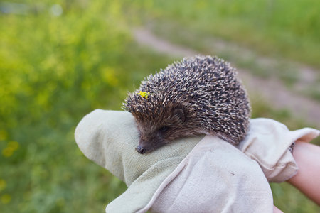 A hunched hedgehog kept in the hands in protective gloves.の写真素材