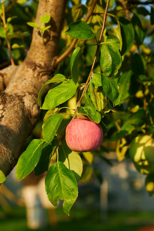 A ripe red apple on the branch of an apple tree in the garden is ready for harvest.