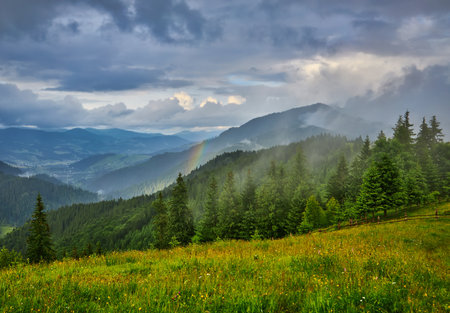 Idyllic landscape in the Alps with fresh green meadows and blooming flowers and snow-capped mountain tops in the backgroundの写真素材