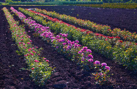 A field of roses on a rose nusery in the countrysideの写真素材
