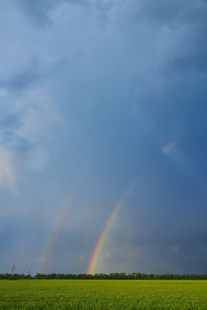 Double bright colorful rainbow in front of gloomy ominous clouds above an agricultural field planted with sunlit wheat during a windy summer eveningの写真素材