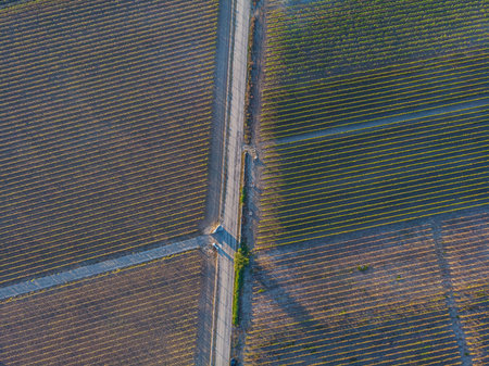 Aerial view of a vineyard plantation in late afternoon lights in Europe. drone shot