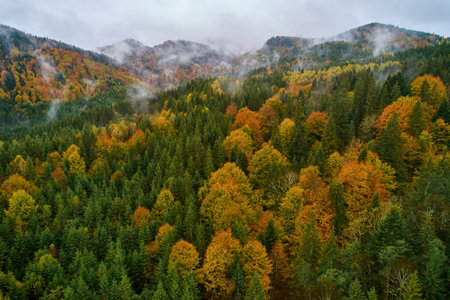 Mountains in clouds at sunrise in summer. Aerial view of mountain peak with green trees in fog....