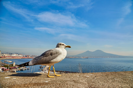Seagull on the wall of Castel dell Ovo Egg Castle with panoramic view on mount Vesuvius in Naples, Campania, Italy, Europe. Ferries in the port of Naples. Clouds and sea view.の写真素材