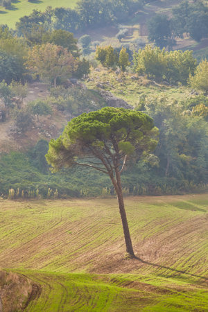Ancient olive trees of Salento, Apulia, southern Italyの写真素材