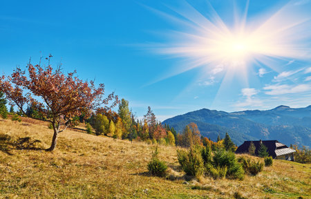 Forest on a sunny day in autumn season. mountain sceneryの写真素材
