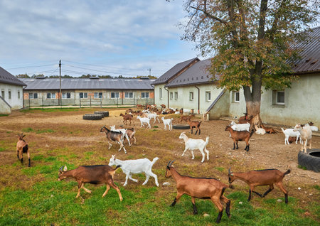 Flock in sheepfold, farm livestock pen of countryside. Brown woolly goats with lambs standing in the shelter and peek through wooden fence, animals are covered in thick wool.の写真素材