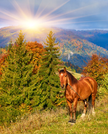 portrait of a brown horse standing on a field with mountains in the backgroundの写真素材