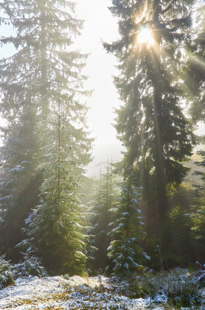 The tranquility of nature is captured in this photo, as a mountain slope covered with tall, majestic spruces is blanketed in the first snowfall of the season. The mist rises, as the sun's rays gently pierce through the branches, creating a stunning display of light and shadows.の写真素材