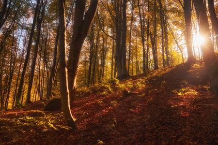 Step into a world of golden splendor as you explore the enchanting autumn beech forest nestled within the untamed mountainous wilderness. A kaleidoscope of vibrant foliage blankets the forest floor, immersing you in a symphony of colors and textures.の写真素材
