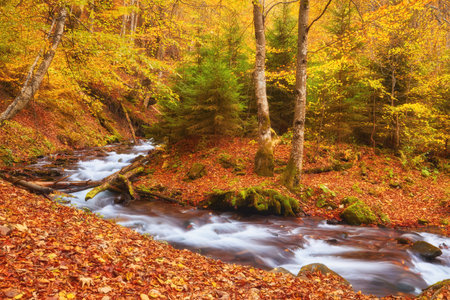 A majestic autumn river gracefully winds its way through a picturesque mountainous forest. The tranquil waters create a serene atmosphere, reflecting the vibrant hues of the surrounding fall foliage. The enchanting combination of flowing water, towering trees, and rugged terrain evokes a sense of natural beauty and peacefulness.の写真素材