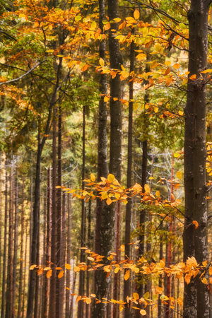 Immerse yourself in the enchanting beauty of the golden canopy as you wander through the autumn forest. The branches of beech trees gracefully stretch overhead, adorned with vibrant yellow leaves. The mesmerizing autumn background sets the perfect stage for a serene and rejuvenating retreaの写真素材