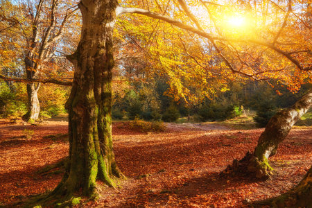 Immerse yourself in the enchantment of autumn as you step into a majestic tapestry of an ancient beech forest. The ground is adorned with a vibrant carpet of fallen leaves, painting the landscape with hues of gold, red, and orange.の写真素材