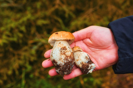 Experience the delicate beauty of nature as two small white mushrooms rest gently on the palm of a hand. Their intricate details, pure white caps, and subtle textures captivate the observer, inviting a closer connection with the natural world.の写真素材