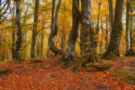 Immerse yourself in the breathtaking beauty of an autumn beech forest. The ground is adorned with a vibrant carpet of fallen leaves, creating a picturesque scene in the midst of the mountainous landscapeの写真素材