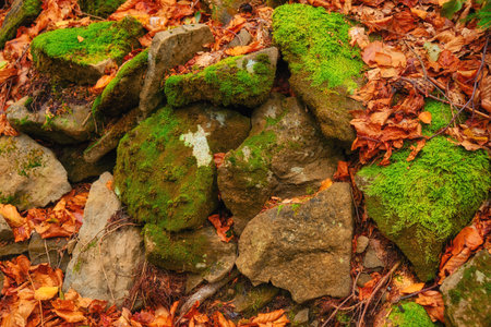Immerse yourself in the serene beauty of nature's autumn background, where vibrant leaves, smooth stones, and lush moss intertwine to create a captivating backdrop. It's a harmonious blend of colors, textures, and organic elementsの写真素材