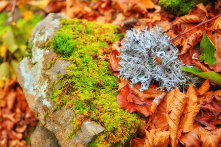 Immerse yourself in the serene beauty of nature's autumn background, where vibrant leaves, smooth stones, and lush moss intertwine to create a captivating backdrop. It's a harmonious blend of colors, textures, and organic elementsの写真素材