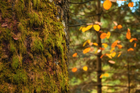 In this captivating photo, the autumn forest comes to life as the roots of a majestic tree intertwine, adorned with vibrant green moss. It's a scene of tranquil beauty, where nature's harmony is revealed through the intricate textures and colorsの写真素材