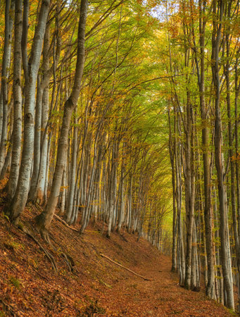 Step into a world of golden splendor as you explore the enchanting autumn beech forest nestled within the untamed mountainous wilderness. A kaleidoscope of vibrant foliage blankets the forest floor, immersing you in a symphony of colors and textures.の写真素材