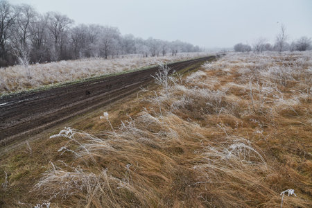 A photograph of a winter morning in the woods. The trees and ground are covered in white frost, and a light fog drifts over them. A dirt road winds through the trees, leading into the distance.の写真素材