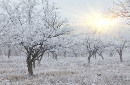 A photograph of the beginning of winter. The trees and ground are covered in white frost, and a light fog drifts over them.の写真素材