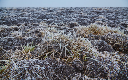 A serene winter morning with a gentle mist and delicate frost adorning plants, creating a tranquil and enchanting ambiance.の写真素材