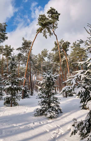 A serene park scene in winter with pine trees adorned in snowfall under the bright sun.の写真素材