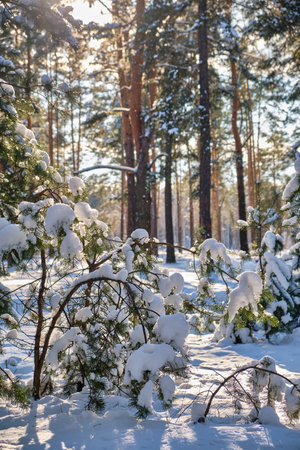 Pine trees covered with snow on frosty evening. beautiful winter panoramaの写真素材