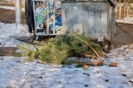 Christmas trees thrown away after the end of the holidayの写真素材