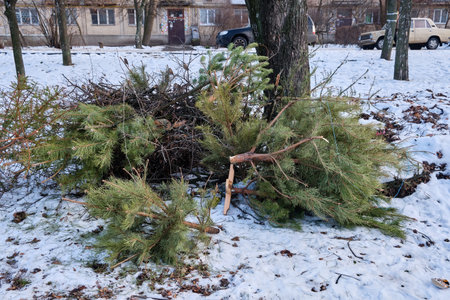 Christmas trees thrown away after the end of the holidayの写真素材