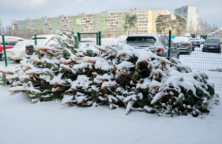Christmas trees thrown away after the end of the holidayの写真素材