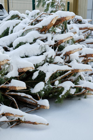 Christmas trees thrown away after the end of the holidayの写真素材