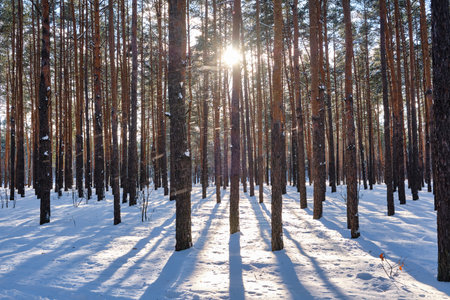 A serene park scene in winter with pine trees adorned in snowfall under the bright sun.の写真素材