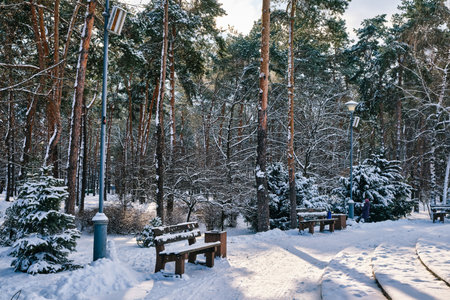 Bench in park with falling fir and pine trees after sleet load and heavy snow at the background. Snow-covered winter street in a city. Weather forecast concept. Snowy winter. Selective focus.の写真素材