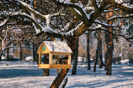 Cute pigeon on wooden bird feeder in snowy park.の写真素材