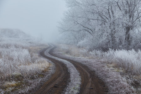 A photograph of a winter morning in the woods. The trees and ground are covered in white frost, and a light fog drifts over them. A dirt road winds through the trees, leading into the distance.の写真素材