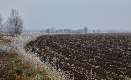 The dawn of winter casts a mystical ambiance over the plowed expansion, with mist and frost intertwining on the plants and earth, creating a captivating natural tapestry.の写真素材