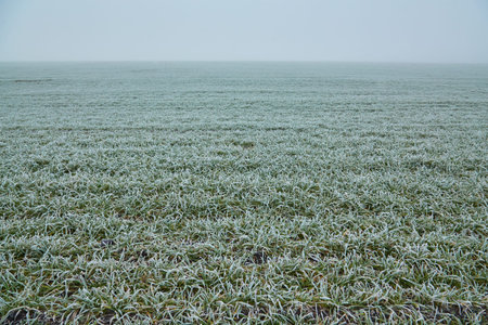 The expanse of plowed winter wheat field disappears into the mist, while delicate green shoots of...