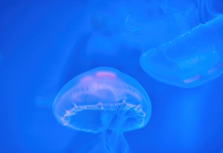 Aurelia aurita common moon jellyfish colony in dark water with glowing purple light as dark underwater backgroundの写真素材